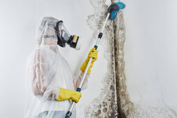 Best Mold Remediation  in Oakwood, PA