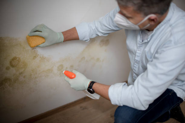 Best Fast Mold Removal  in Oakwood, PA