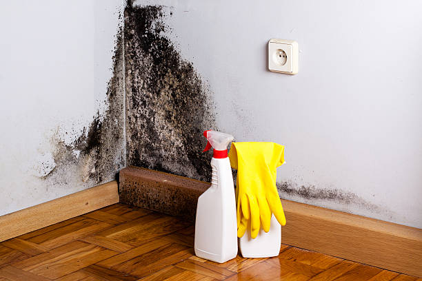 Oakwood, PA Mold Removal Company