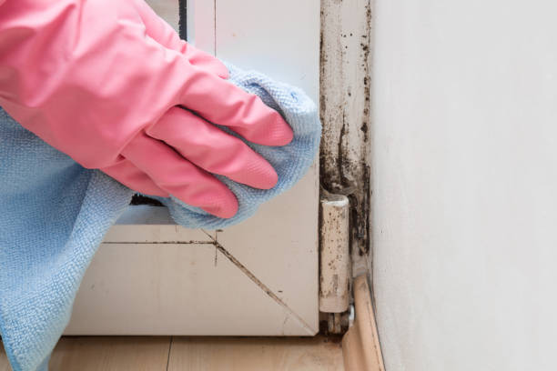 Best Commercial Mold Removal  in Oakwood, PA