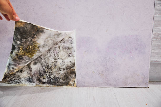 Best Water Damage Restoration  in Oakwood, PA